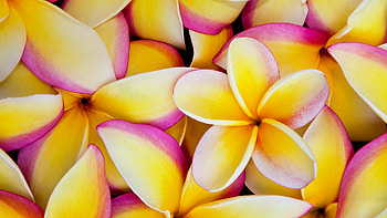 Plumeria beauty, Vibrant colors, Exquisite bloom, Breathtaking HD wallpaper
