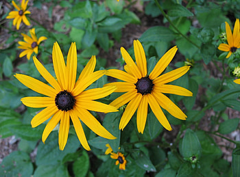 Flowers, Close-Up, Greens, Flower Bed, Flowerbed, Rudbeckia, Rudbekia HD wallpaper