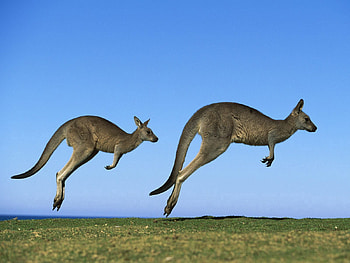 Animals, Grass, Sky, Kangaroo, Couple, Pair, Field, Bounce, Jump HD wallpaper