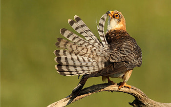 Animals, Feather, Bird, Beautiful, Striped HD wallpaper