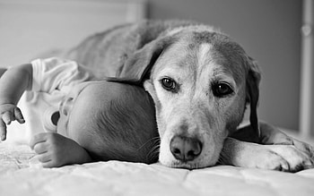 LOYAL BODYGUARD, dog, black and white, baby, eyes, friend, child HD wallpaper