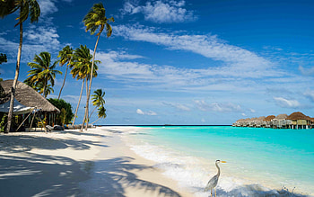 Sandy Beach in Maldives, Resort, Palm trees, Shore, Beach, Sky HD wallpaper