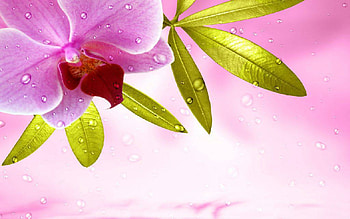 Orchid, leaf, pink, flower, card HD wallpaper