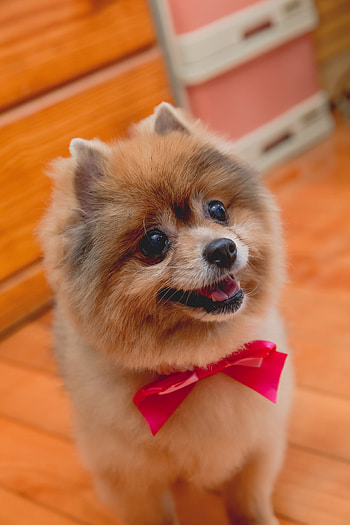 Animals, Dog, Protruding Tongue, Tongue Stuck Out, Bow, Spitz HD phone wallpaper