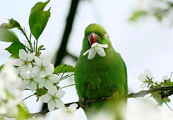 Green Parrot, cute, green, parrot, nice HD wallpaper