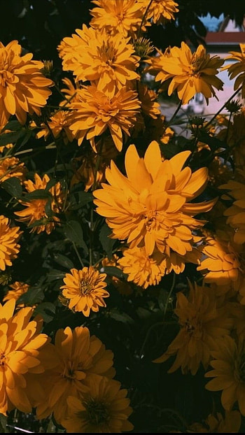 Yellow Aesthetic, Beautiful Flowers HD phone wallpaper