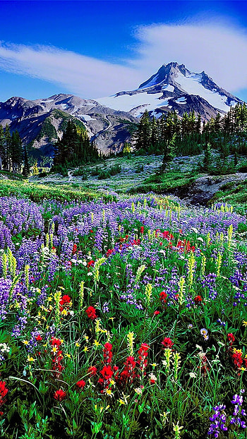 Beautiful Nature, Garden HD phone wallpaper
