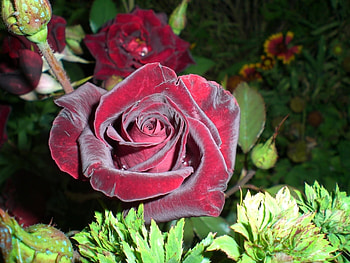 Plants, Flowers, Roses HD wallpaper