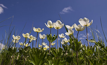 Flowers, Grass, Sky, Field, Snow White, Anemone HD wallpaper