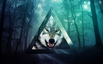 Tumblr wolf, Aesthetically pleasing, Artistic vibes, Popular choice HD wallpaper