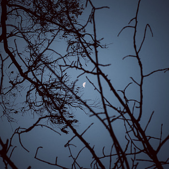 Nature, Sunset, Sky, Moon, Wood, Tree, Branches HD phone wallpaper