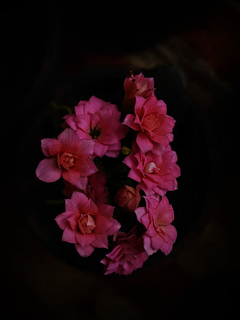 Flower, petal, terrestrial_plant HD phone wallpaper