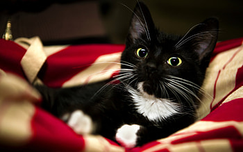 Animals, Cats HD wallpaper