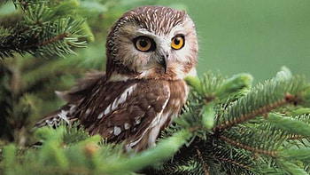 Full Owl , Backgrounds x HD wallpaper