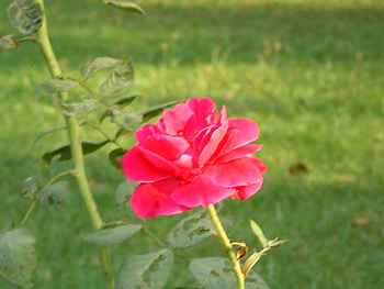 Red rose, rose, nature, flowers, red HD wallpaper