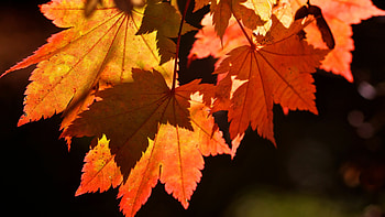 Autumn leaves , Top HD wallpaper
