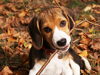 Animals, Dogs HD wallpaper