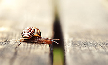 Macro, Snail, Carapace, Shell, Antennae, Tendrils HD wallpaper