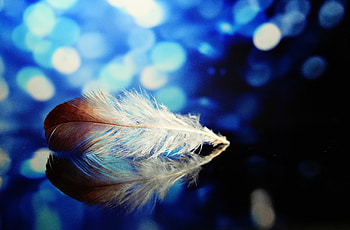 Feather, Glare, Miscellanea, Miscellaneous, Close-Up, Pen HD wallpaper