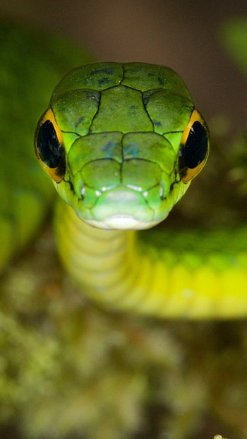 Artistic snake depiction, Snake masterpiece, Creative serpentine portrayal, Visual artistry HD phone wallpaper