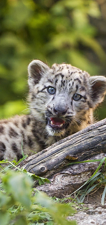 Leopard, Exquisite spots, Graceful movements, Stealthy hunter HD phone wallpaper