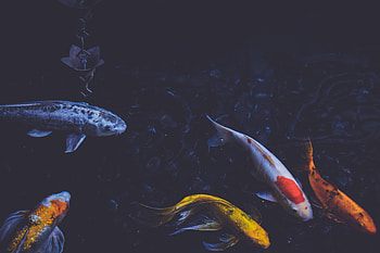 Nature, Fishes, Underwater World, To Swim, Swim HD wallpaper