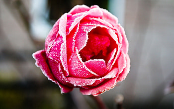 Macro, Rose Flower, Rose, Hoarfrost, Frost, Coating, Covering HD wallpaper
