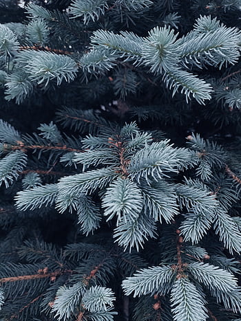 Close-up of snow-covered evergreen branches showcasing winter beauty. HD phone wallpaper