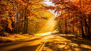 Fall for devices, Seasonal beauty, Nature's wonders, Vibrant scenes HD wallpaper