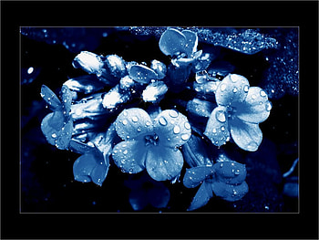 Shining beauty by donia, blue, drop, black, flower HD wallpaper