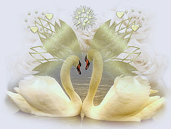 The beauty of swans, swans, birds, pair, mates, gold HD wallpaper
