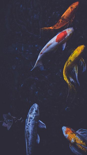 Koi fish , Top , Stunning colors, Tranquil beauty HD phone wallpaper