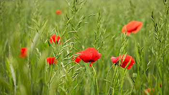 Poppies in the field, Beautiful HD wallpaper