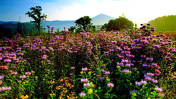 Amazing flower field, Breathtaking scenery, Nature's marvel, Captivating view HD wallpaper