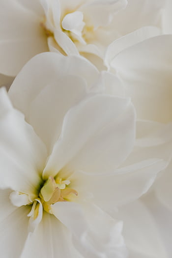 Close-up of delicate white flowers, capturing their purity and beauty with soft petals and elegant details. HD phone wallpaper