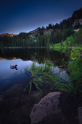 Landscape, Nature, Mountains, Rock, Lake, Forest, Stone, Duck HD phone wallpaper