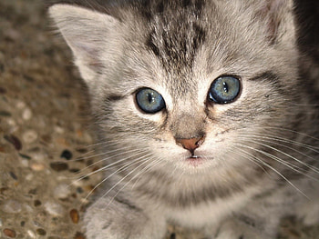 Animals, Kitty, Kitten, Muzzle, Sight, Opinion HD wallpaper