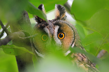 Owl and leaves, predator, muzzle HD wallpaper