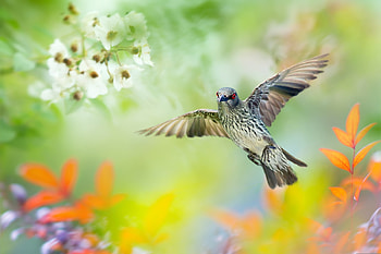 Bird, wings, pasare, fuyi chen, flying, orange, flower, green, yellow HD wallpaper