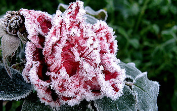 Nature, Autumn, Ice, Flower, Frost, Hoarfrost, Garden HD wallpaper