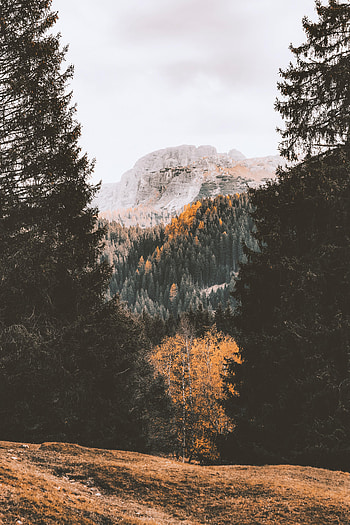 Nature, Trees, Autumn, Mountain, Forest HD phone wallpaper