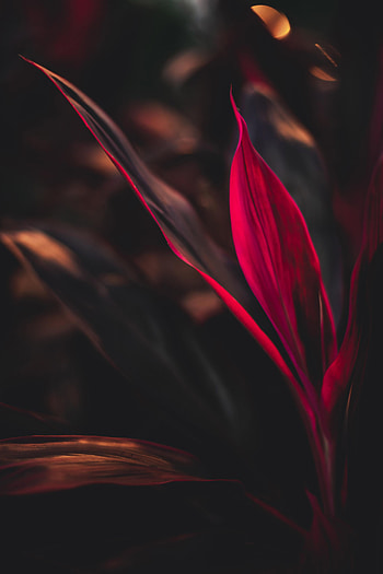 Leaves, Plant, Macro, Cordilina HD phone wallpaper