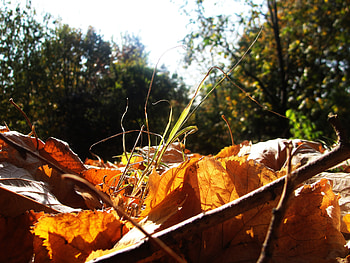 Leaves and trees, trees, autumn, season, leaves HD wallpaper