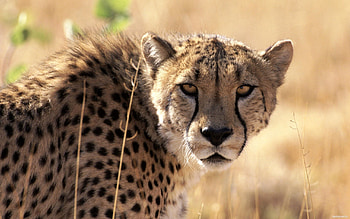 Animals, Grass, Background, Cheetah, Muzzle, Big Cat, Waiting, Expectation HD wallpaper