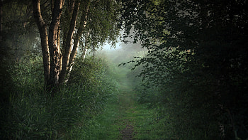 Forest birch trees, Bushes plants foggy, , Nature HD wallpaper