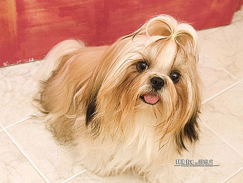 Shih tzu, animal, dog, puppy, hair HD wallpaper