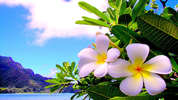 Hawaiian Plumeria, sea, petals, blossoms, coast, clouds, sky, rocks, usa HD wallpaper
