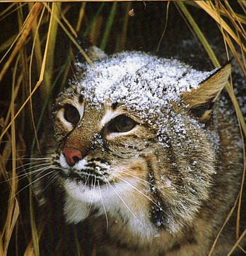 Lurking Bobcat, grass, snow on his head, bobcat HD phone wallpaper