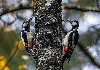 Couple, Woodpecker HD wallpaper