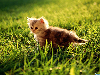 Animals, Cats HD wallpaper
